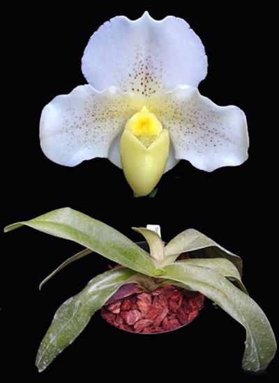 【親株】P.Hillii Yot #16 Aor Chao（OC） 親株】P.Hillii Yot #16 Aor Chao（OC） - メルカリ