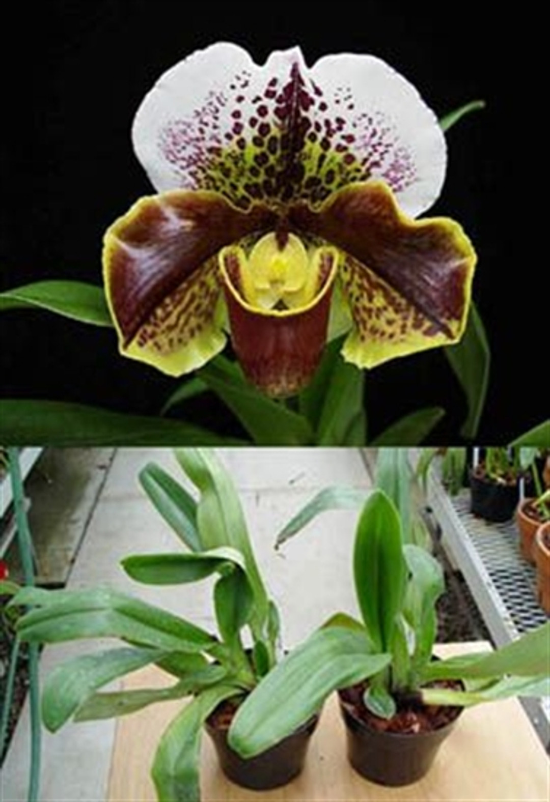 Paph. Joe Engel 'Liberty' Divisions (Mendocino x Paeony)