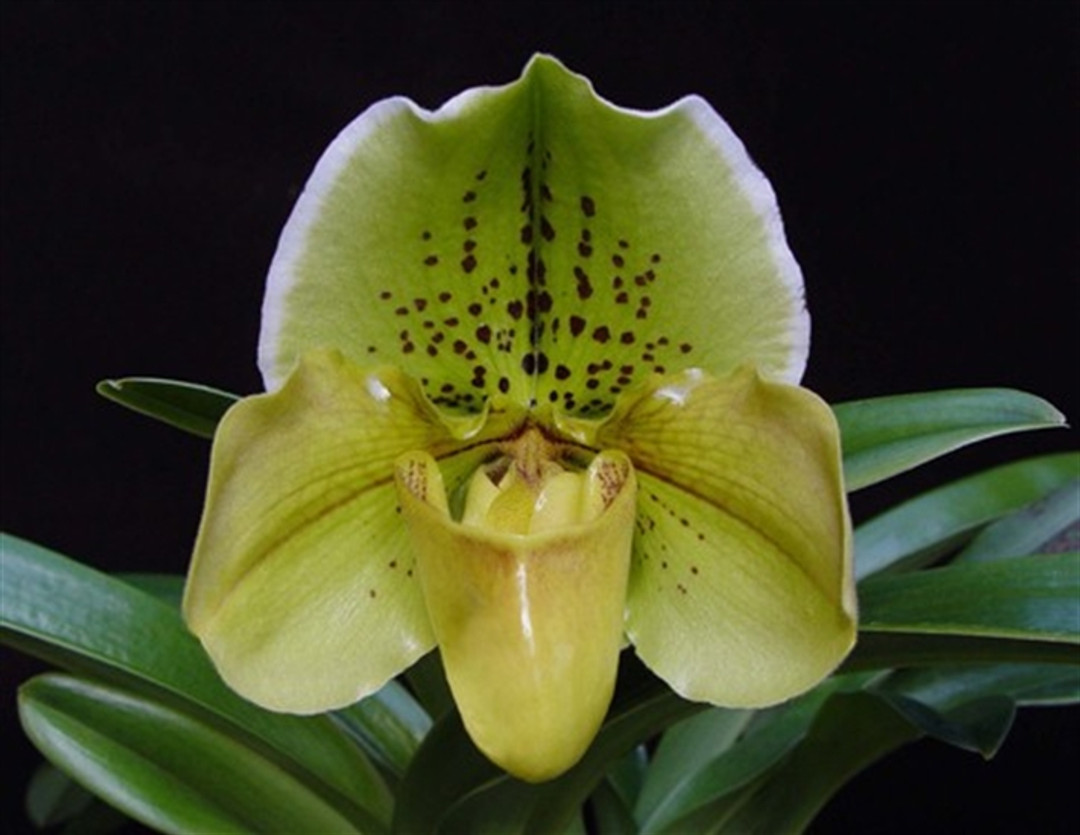 Paph. Woodland Glade 'Spots' - Divisions (Forest Vale x Shapely)