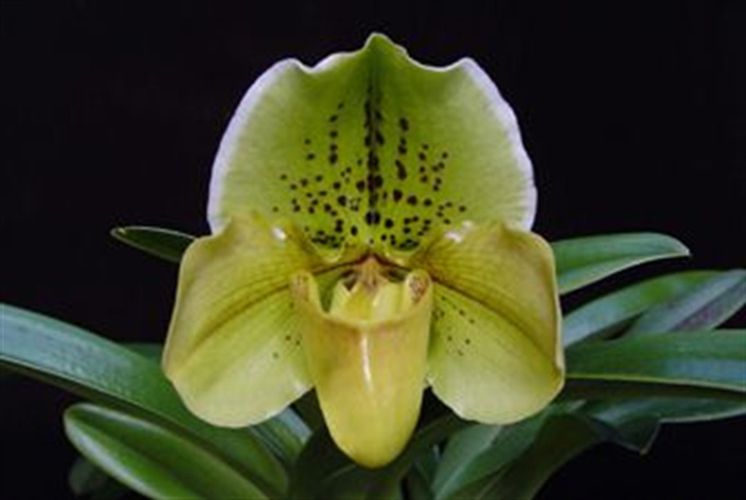 Paph. Woodland Glade 'Spots' - Divisions (Forest Vale x Shapely)