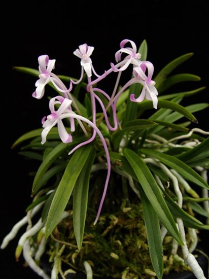 Neofinetia falcata 'Benisuzume' 紅雀 - OrchidWeb