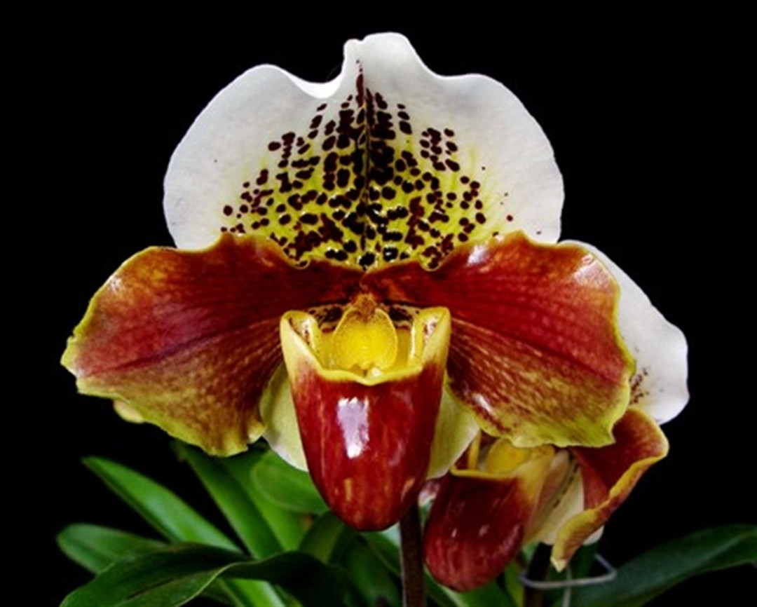 Paph. Totally Awesome 'Rohan' - Divisions (Koiso x Winston Churchill)