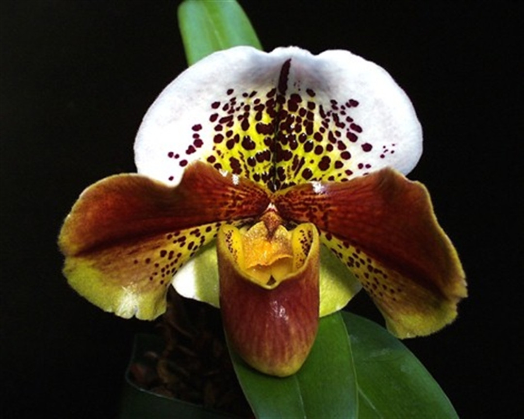 papha Paph. Tokyo Great Excellence 'Figaro' HCC/AOS - Division Via