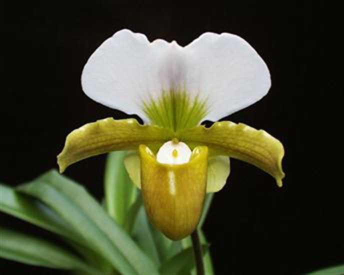 【親株】P.Hillii Yot #16 Aor Chao（OC） 親株】P.Hillii Yot #16 Aor Chao（OC） - メルカリ