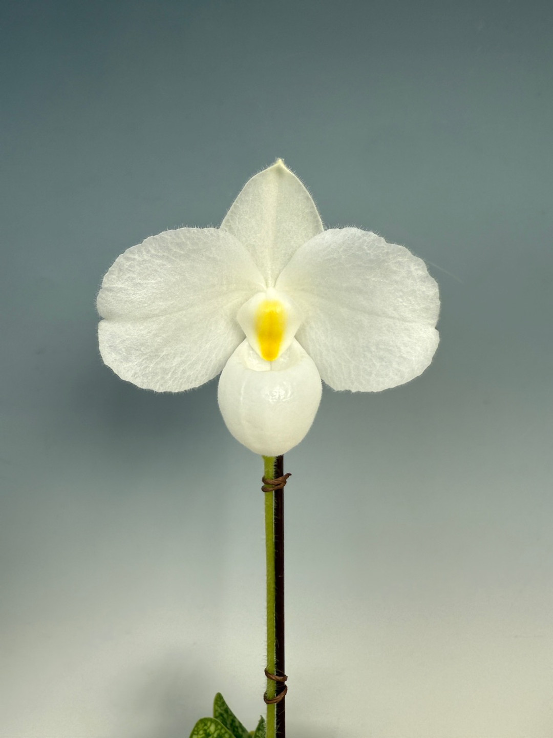 e2366a5d-298f-40d5-b8fe-2a0b38c902f0