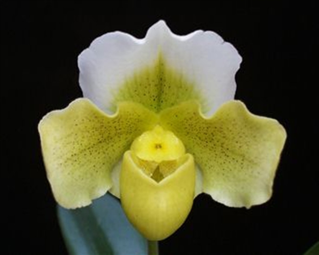 Paph. Susan Tucker 'Sylvia' AM/SOAFOS (Shalimar x F. C. Puddle)