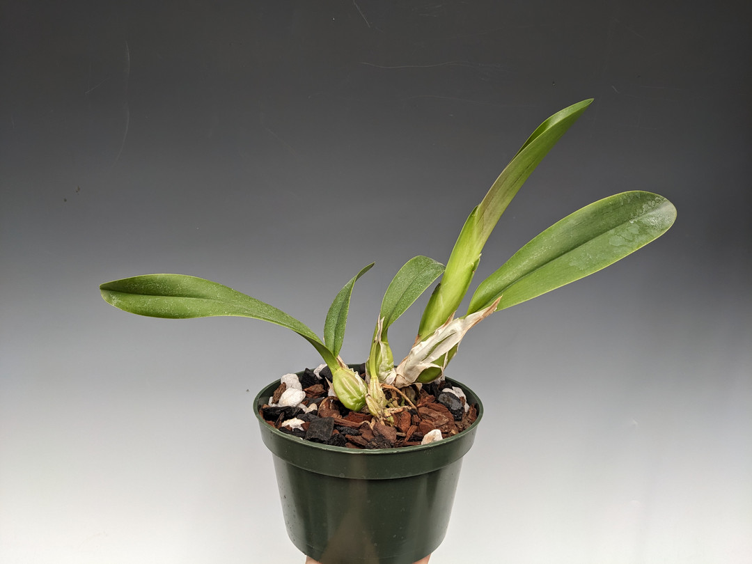 Laelia anceps ('Tierra Del Fuego' AM/AOS x 'SanBar Marble King' AM