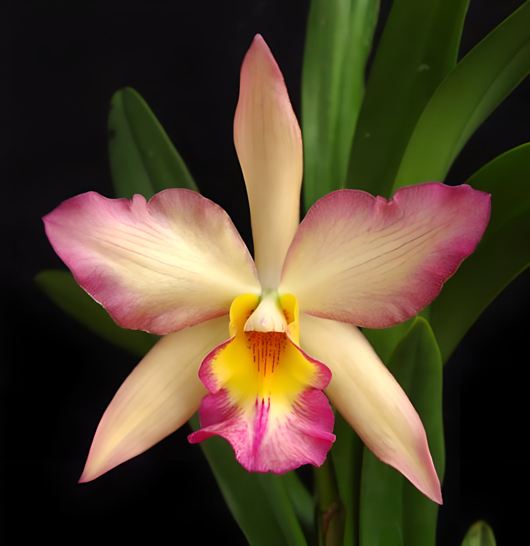 Iwanagara Apple Blossom (Dial. Snowflake x Blc. Orange Nuggett