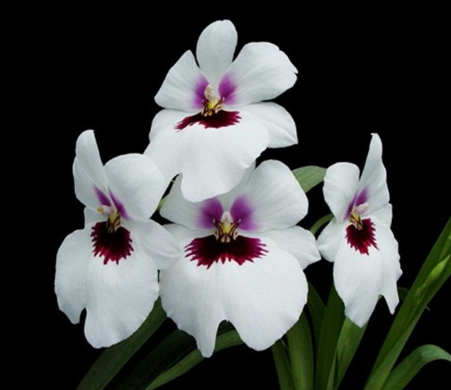 Miltoniopsis Lynn Waihee ('White Queen' x 'Jennifer Ann) - OrchidWeb