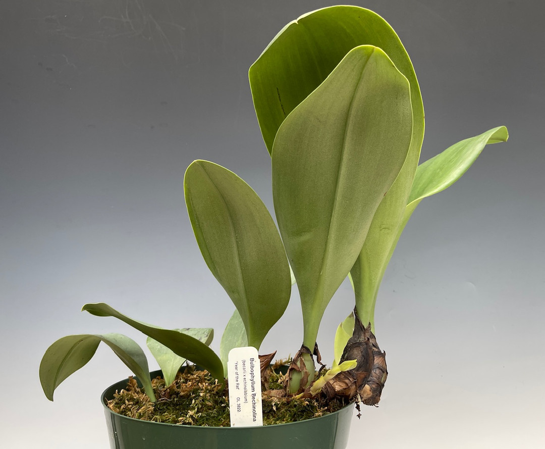 dfb3af74-b1c9-4067-a1e5-e22cda953ee2