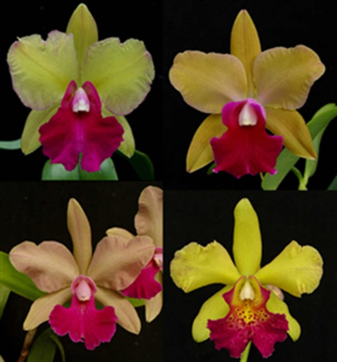 Blc. Dan Hawley [Blc. Rustic Spots x (Lc. Autumn Symphony x Bl. Eva Marie Barnett 'Magnificent Watermelon' FCC/AOS)]