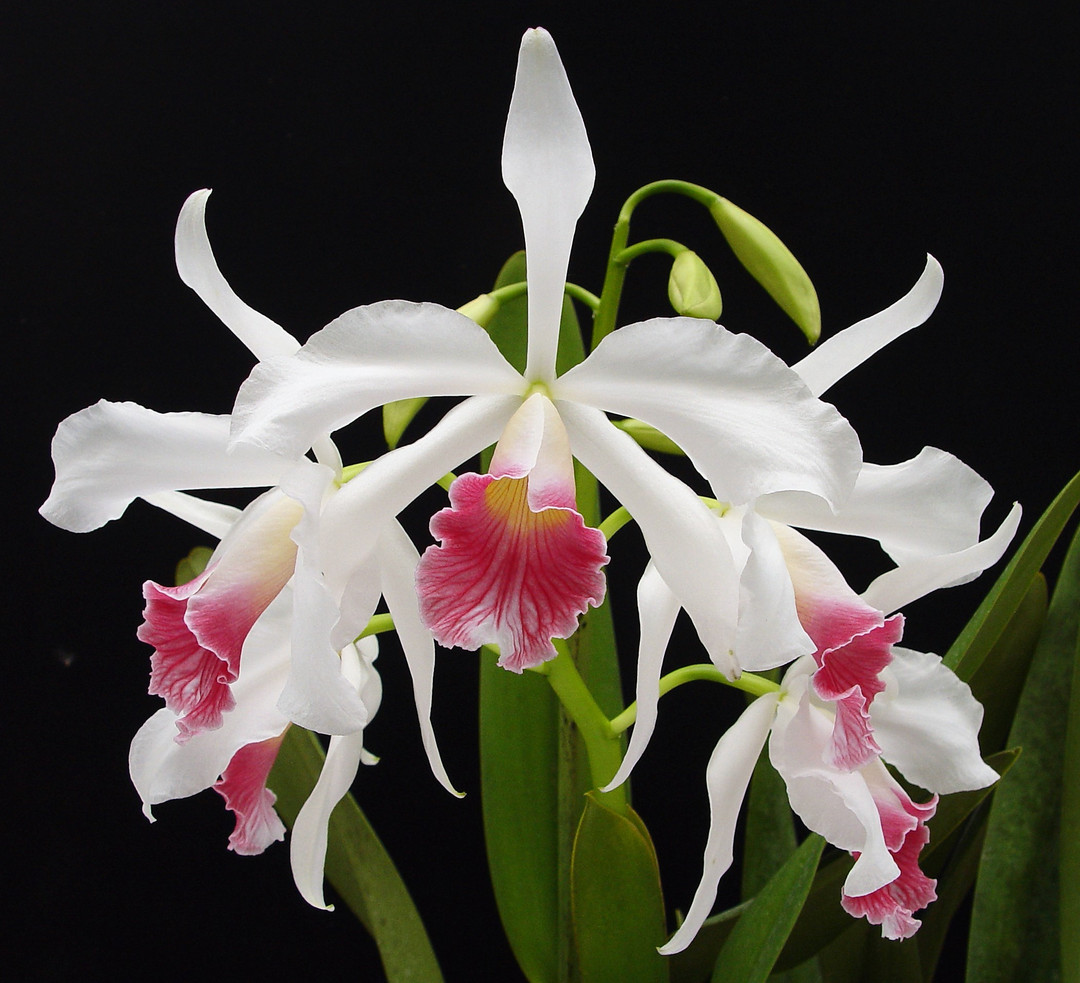 BRAZILIAN ORCHIDS 蘭の王国 Laelia purpurata Laelia purpurata orchid varieties and hybrids