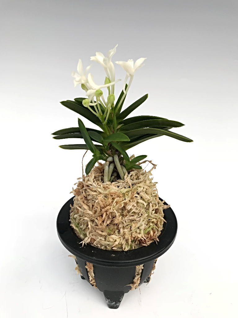 fiorina＊様 Neofinetia falcata 'Yodonomatsu' 淀の松 - OrchidWeb