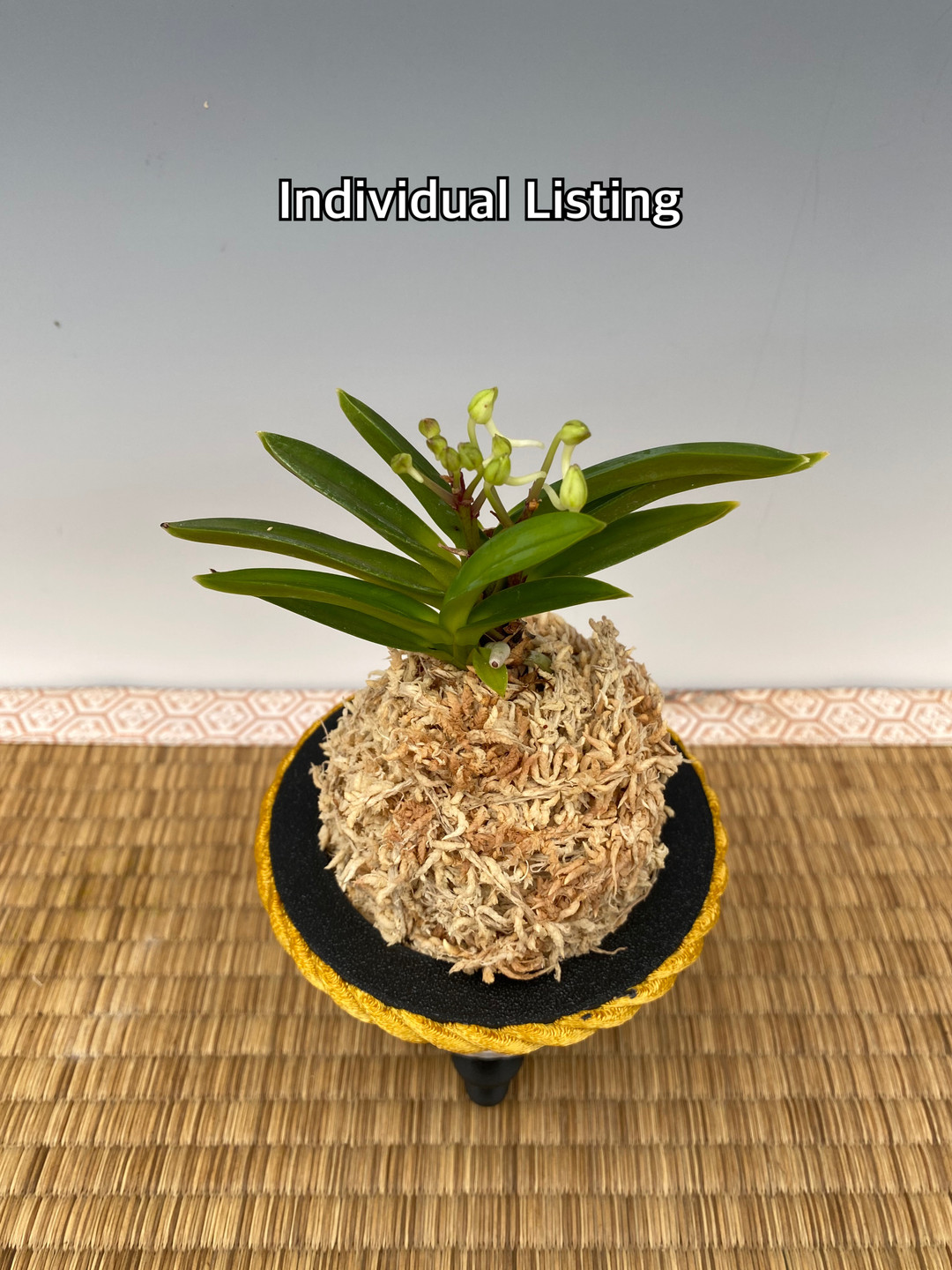 fiorina＊様 Neofinetia falcata 'Yodonomatsu' 淀の松 - OrchidWeb