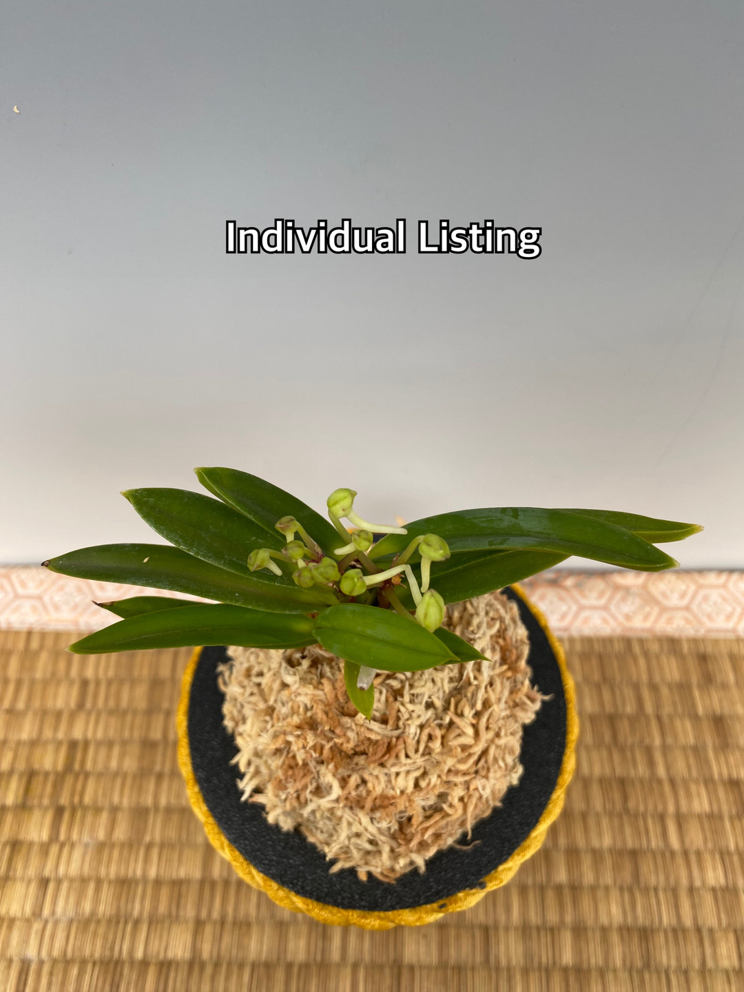 Neofinetia falcata 'Yodonomatsu' 淀の松 - OrchidWeb