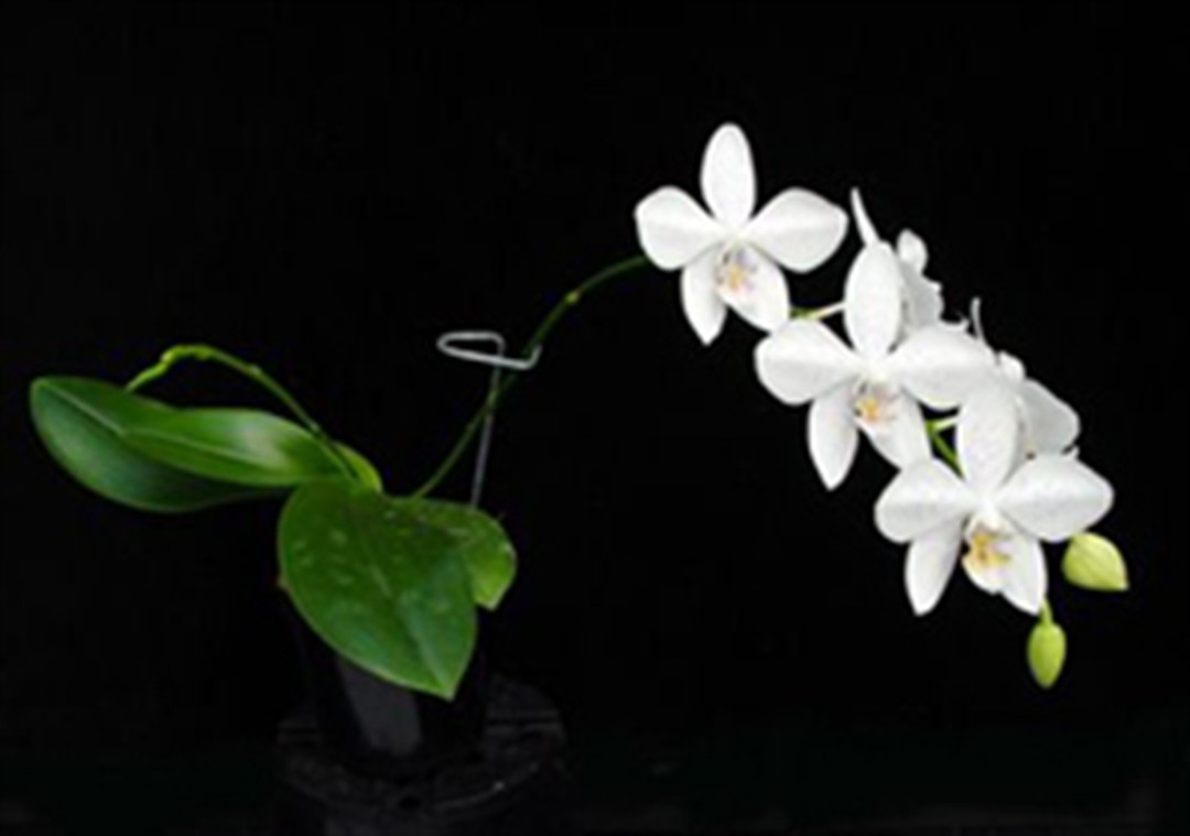 Phal. Snow Twinkle (tetraspis x aphrodite (4N))