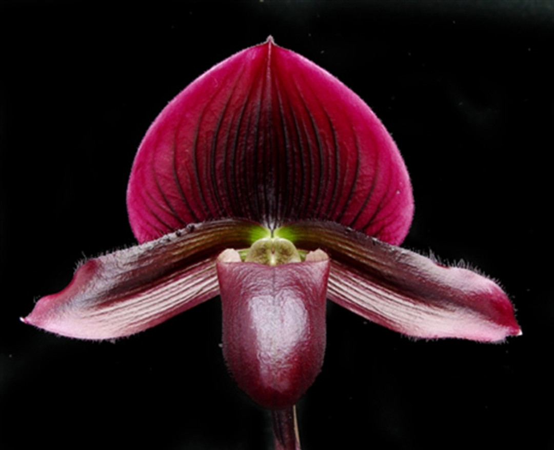 Paph. Susan Crowe  Redflight 'Red Wizard' x Magic Leopard 'Dark Prowler'