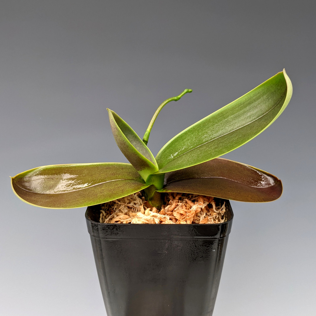 ミニ黄色い胡蝶蘭 Phal Stuartiana Yellow Strain Phal. stuartiana var. nobilis (Yellow Strain) ('Gold Dust' x