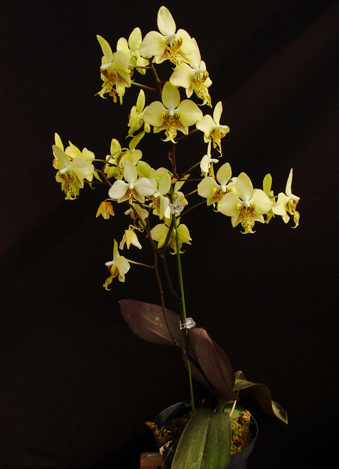 ミニ黄色い胡蝶蘭 Phal Stuartiana Yellow Strain Phal. stuartiana var. nobilis (Yellow Strain) ('Gold Dust' x
