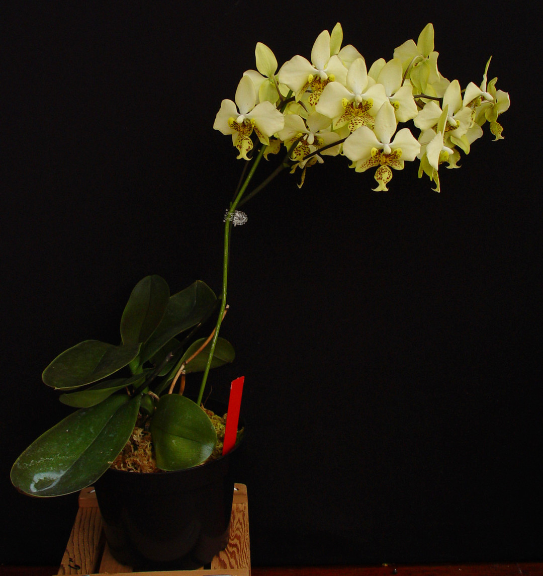 ミニ黄色い胡蝶蘭 Phal Stuartiana Yellow Strain Phal. stuartiana var. nobilis (Yellow Strain) ('Gold Dust' x