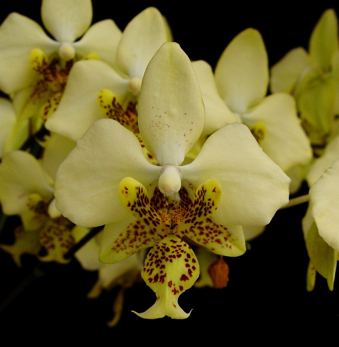 ミニ黄色い胡蝶蘭 Phal Stuartiana Yellow Strain Phal. stuartiana var. nobilis (Yellow Strain) ('Gold Dust' x
