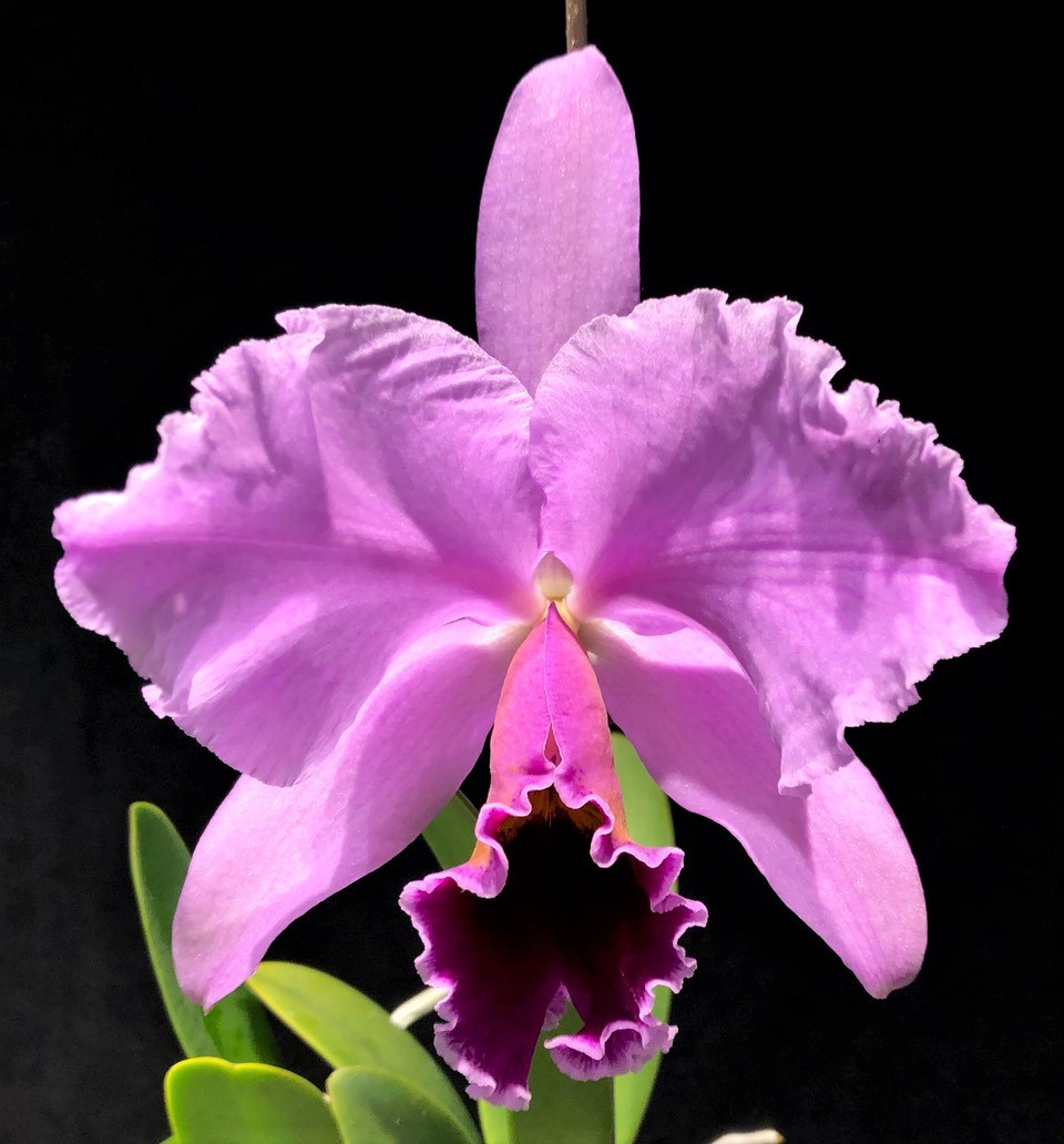 緋燗華 Rhyncholaeliocattleya Waianae Leopard 'Ching Hua' – Kalapana
