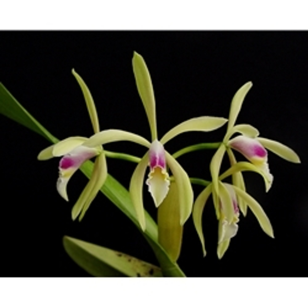 Cattleya iricolor - OrchidWeb