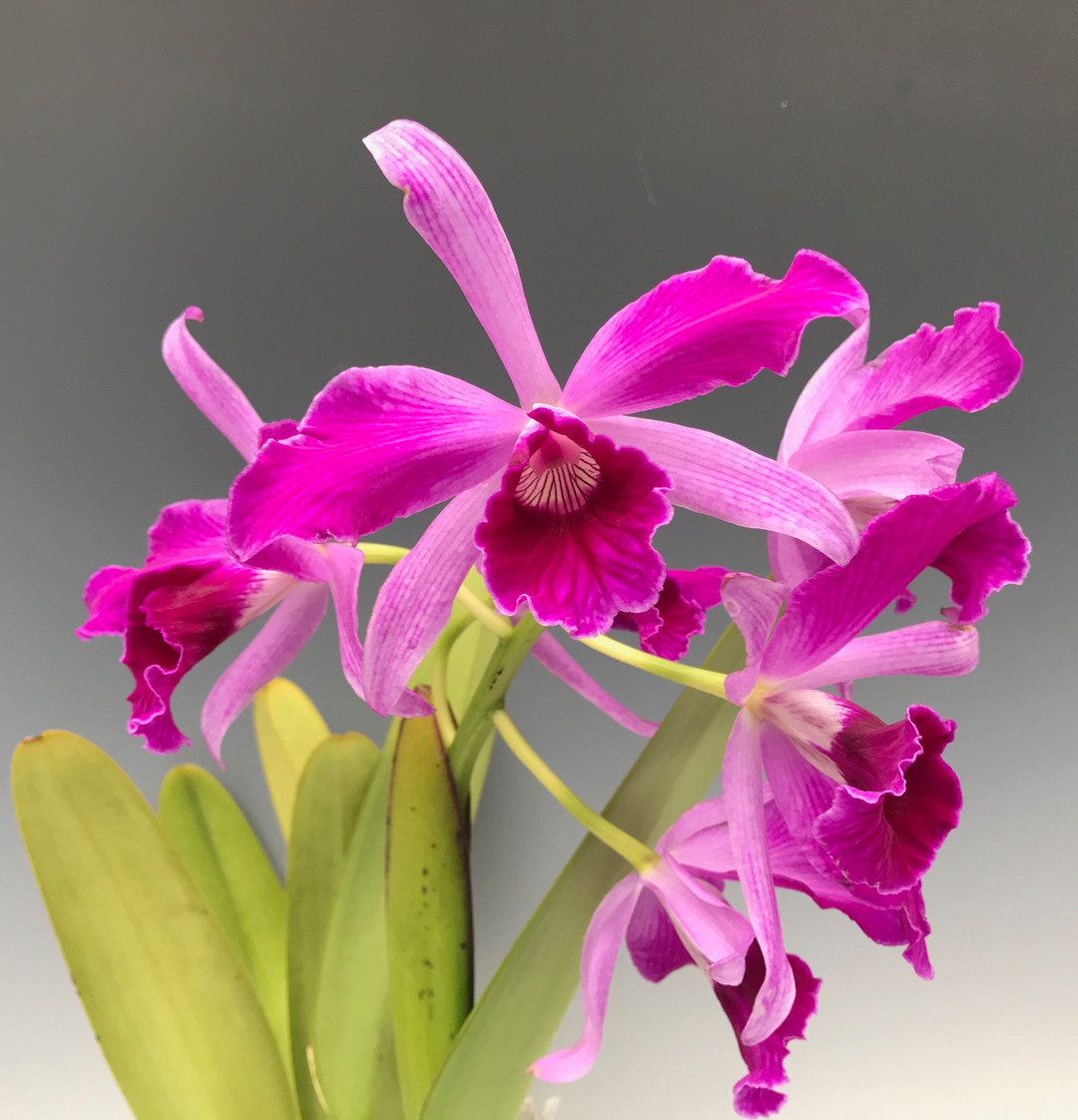 BRAZILIAN ORCHIDS 蘭の王国 Laelia purpurata BRAZILIAN ORCHIDS 蘭の王国 Laelia purpurata Laelia purpurata