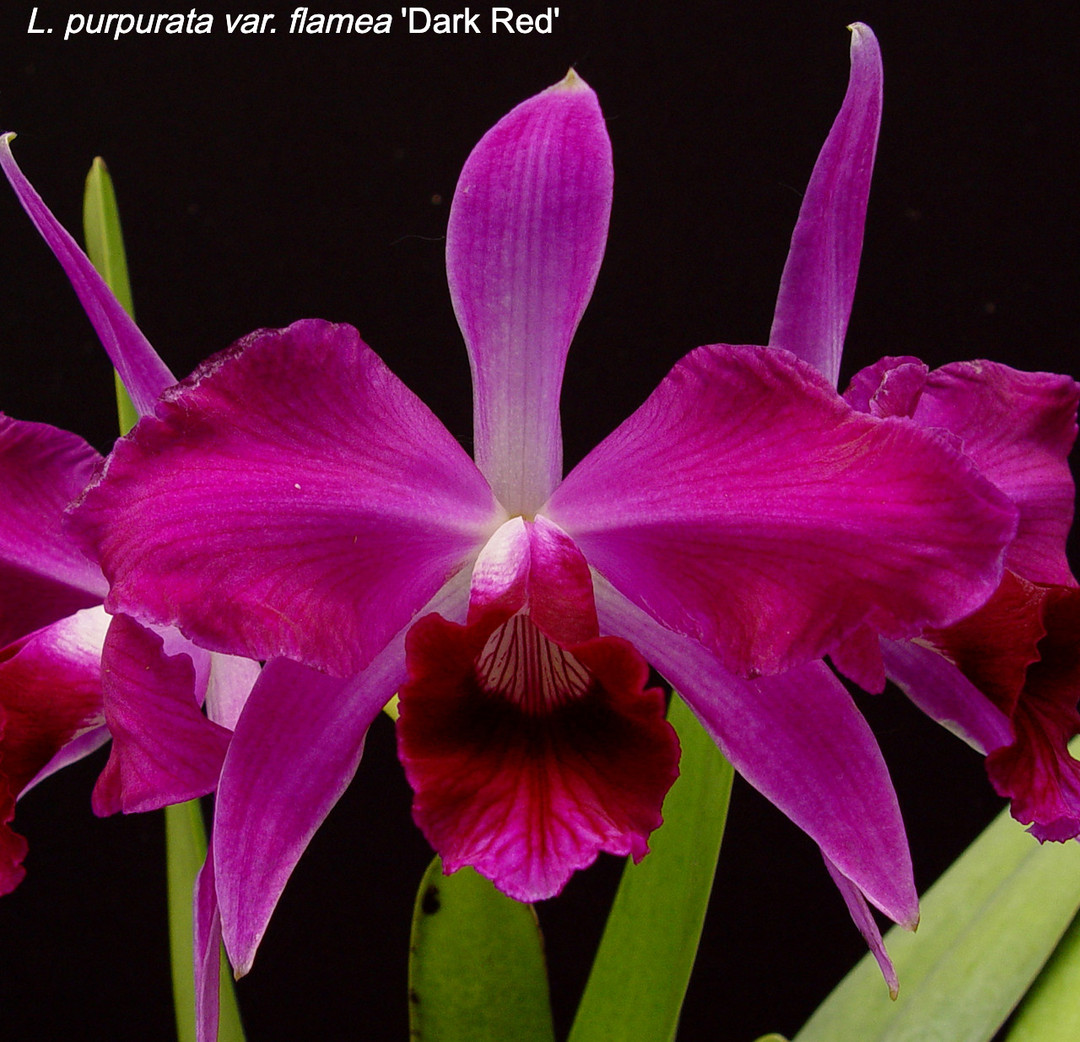 Laelia purpurata var. flamea ('Dark Red' x self) - OrchidWeb