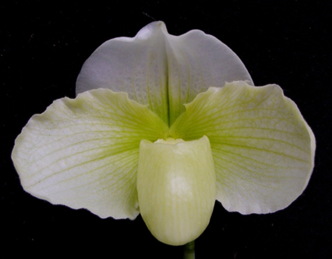 【親株】P.Hillii Yot #16 Aor Chao（OC） Phal. Jiuh Bao Green Apple - OrchidWeb