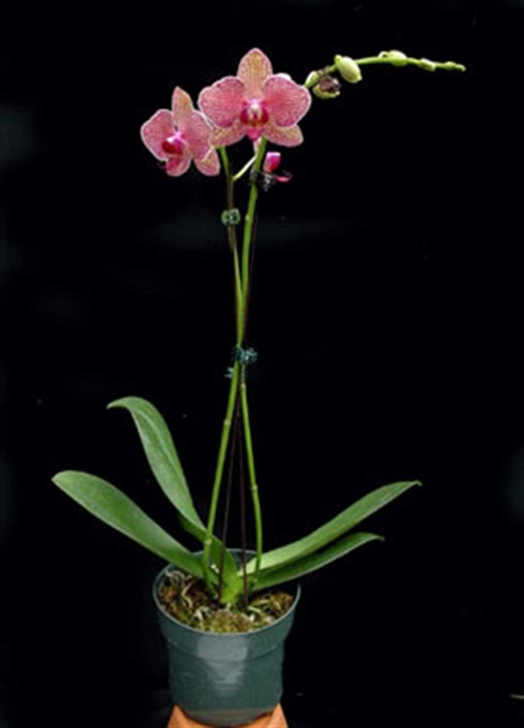 Phal. Yu Pin Snapper (Bamboo Nancy x Chiali Freed)