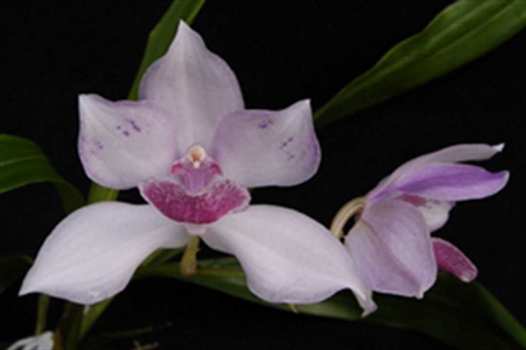 Aganax Eva's Blue Amazon (Acacalis cyaneae x Colax jugosus)
