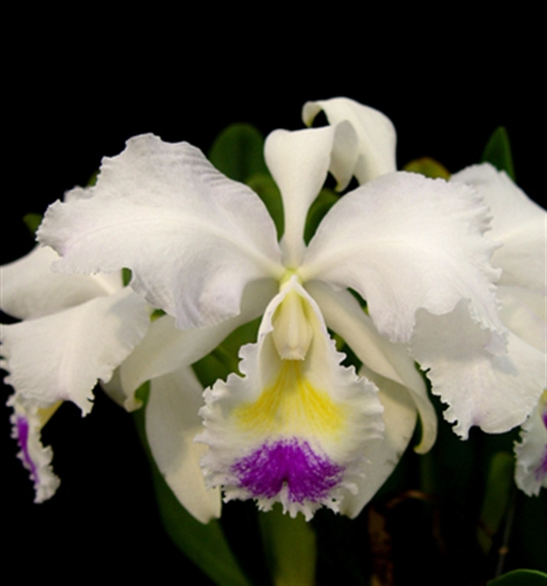 Cattleya trianaei semi-alba  'Queen Of Snows'