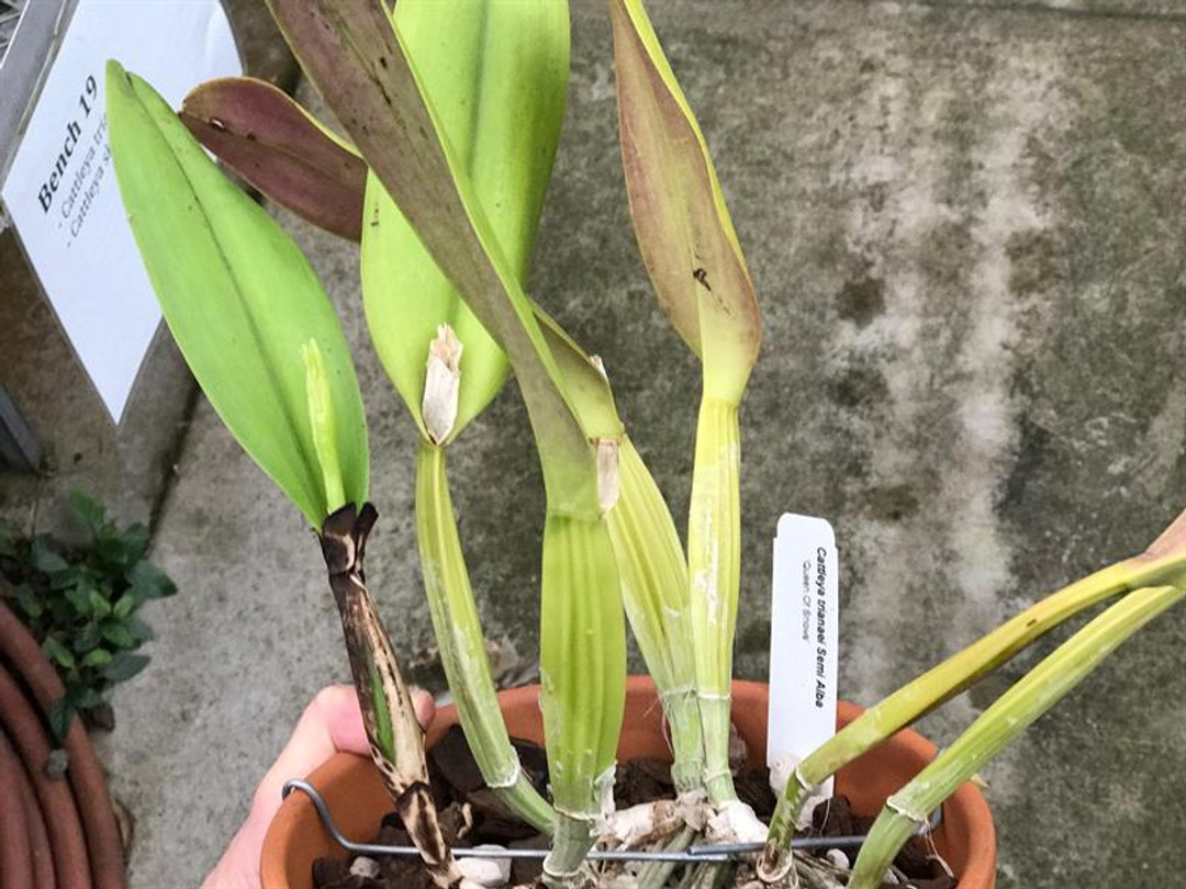 Cattleya trianaei semi-alba  'Queen Of Snows'