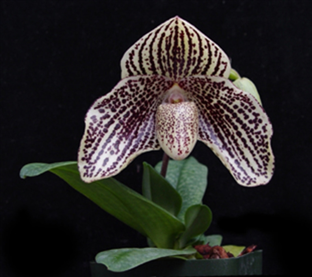 Paph. Jerry Lee Fischer  Black Lace 'Lava Burst' x wenshanense 'Round Dove'