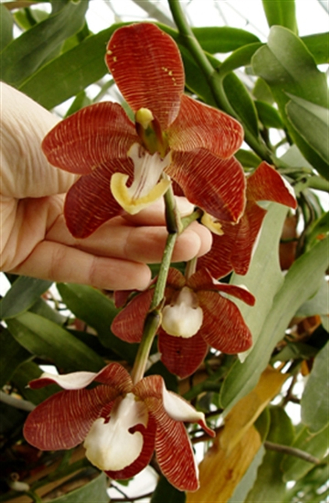 Arachnis (Arachnanthe, Esmeralda) cathcartii