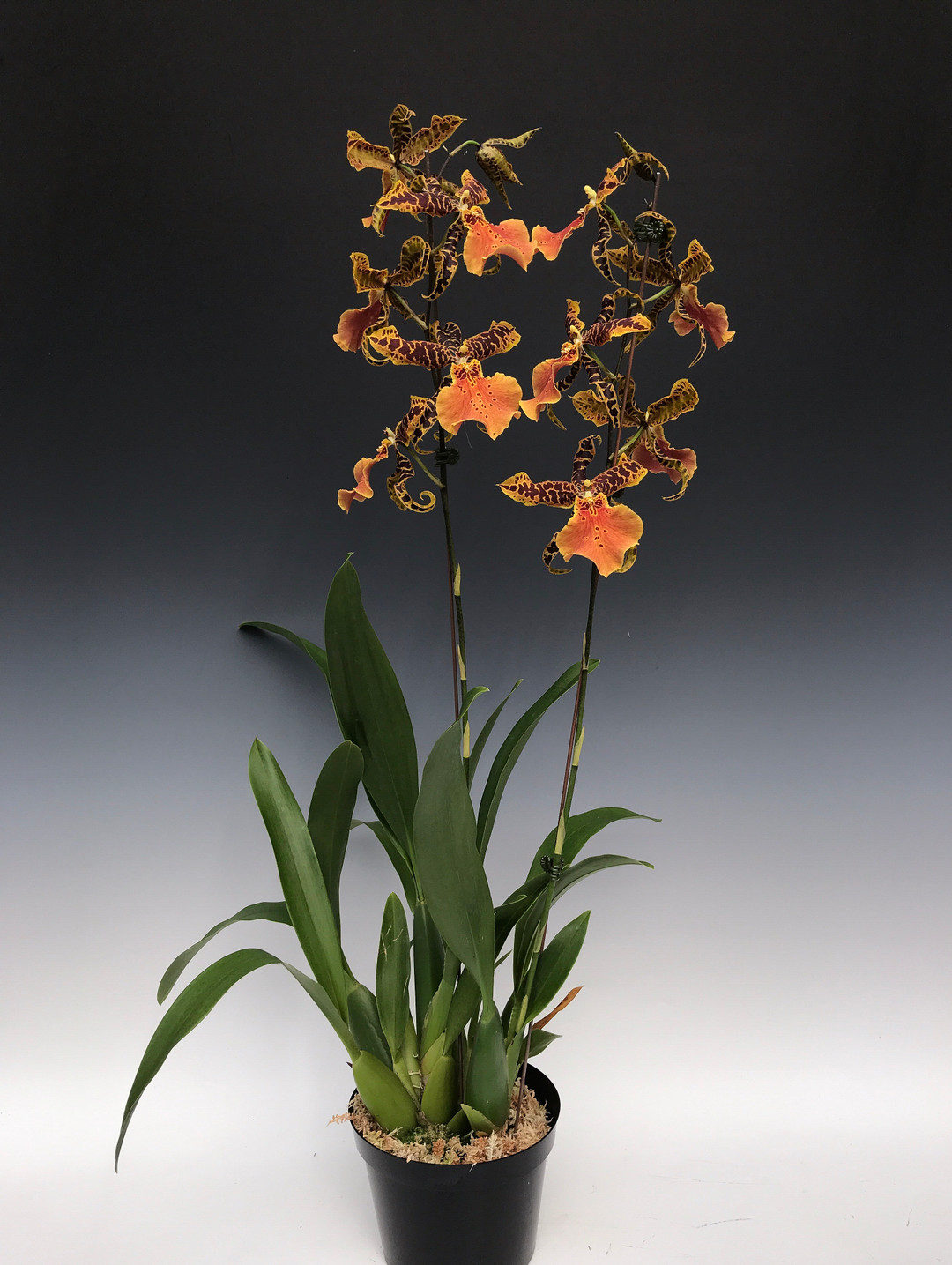 【hana.hana さま】 antique △ *ラクダさんと トライアングル HANA、1stアルバム『HANA』リリース決定 ちゃんみな「たくさん泣いて