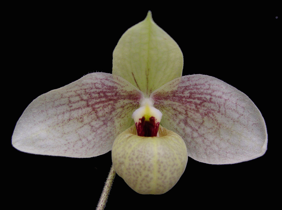 papha Paph. Memoria Larry Heuer (malipoense x emersonii) - OrchidWeb