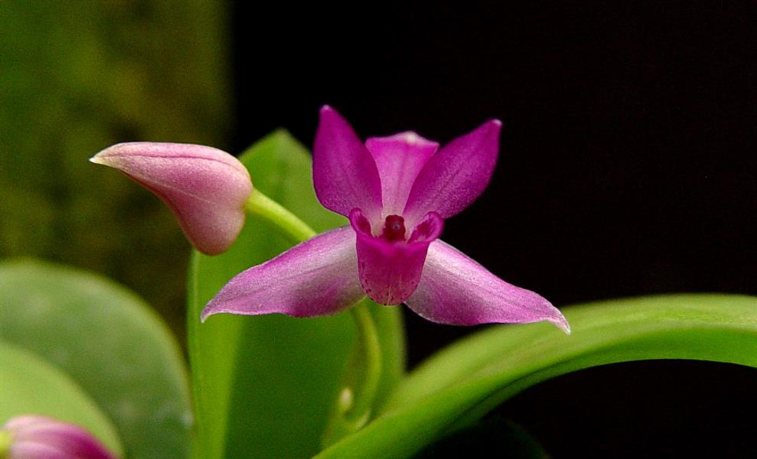 BRAZILIAN ORCHIDS 蘭の王国 Laelia purpurata BRAZILIAN ORCHIDS 蘭の王国 Laelia purpurata Laelia purpurata