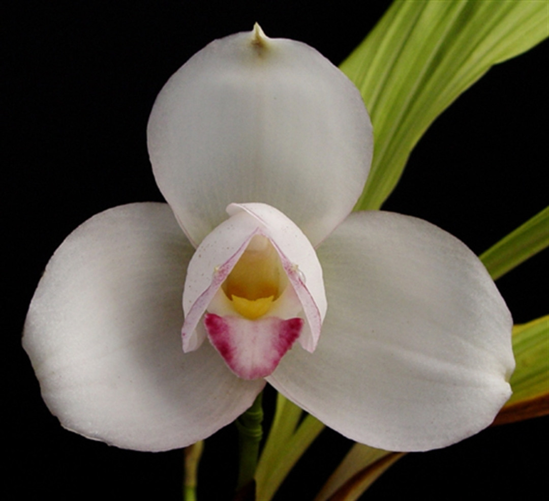 Lycaste Shoalhaven 'Miss Shonan' BM/JOGA