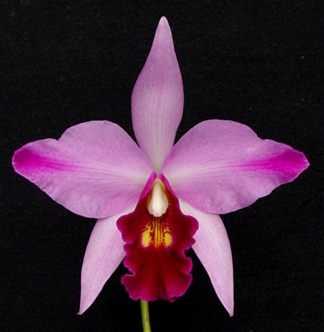 Lc. Fiesta Days 'Solo Flight' (C. Chiapas x L. anceps