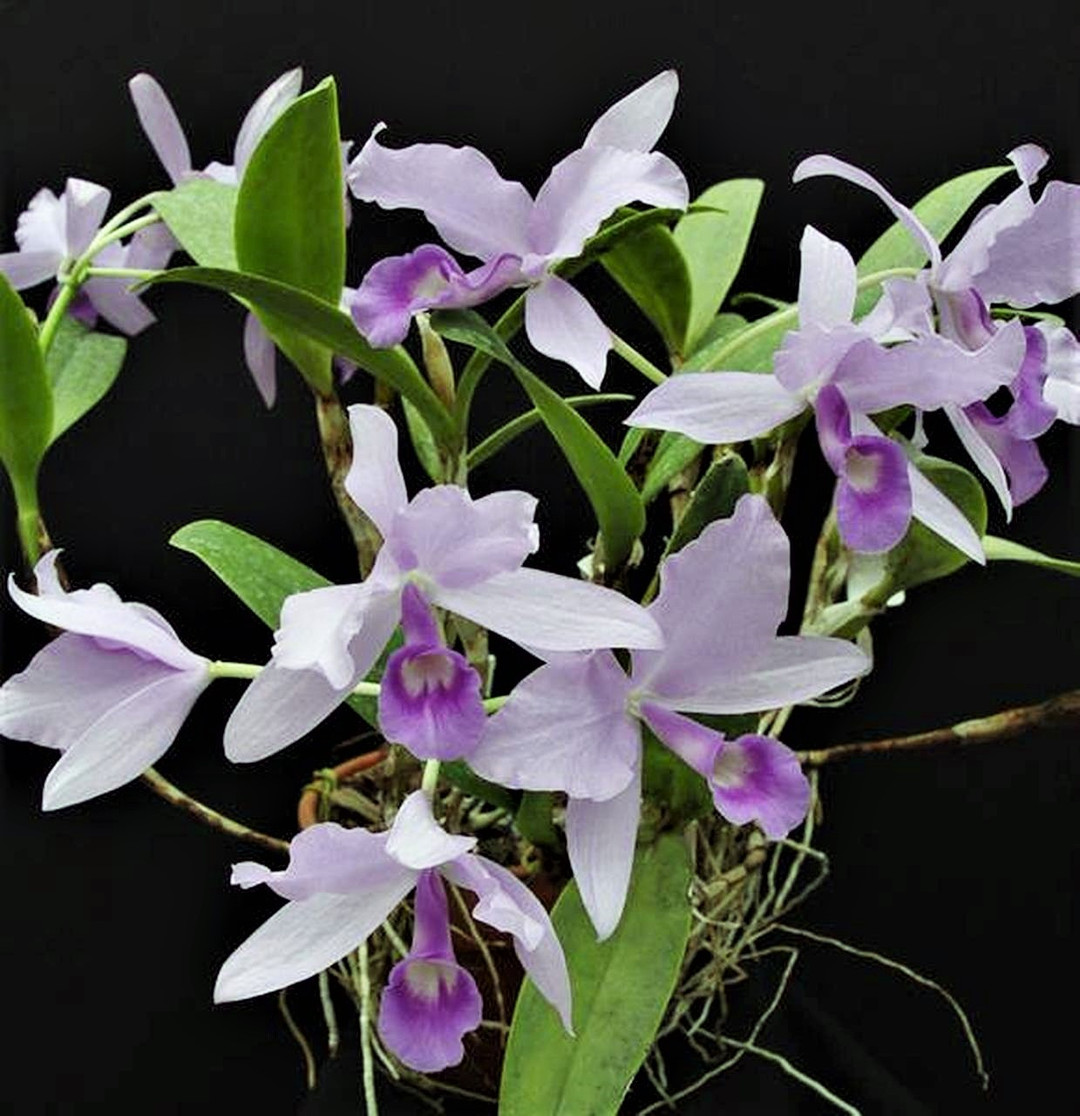 Cattleya (Guarianthe) skinneri coerulea 'My Blue Heaven' - OrchidWeb