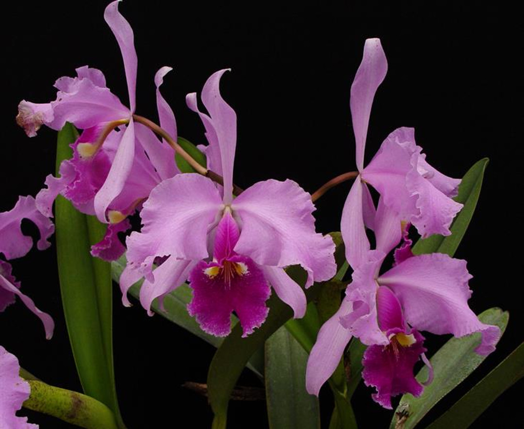 Cattleya warscewiczii Colombo Sanderiana 'Japan' - OrchidWeb