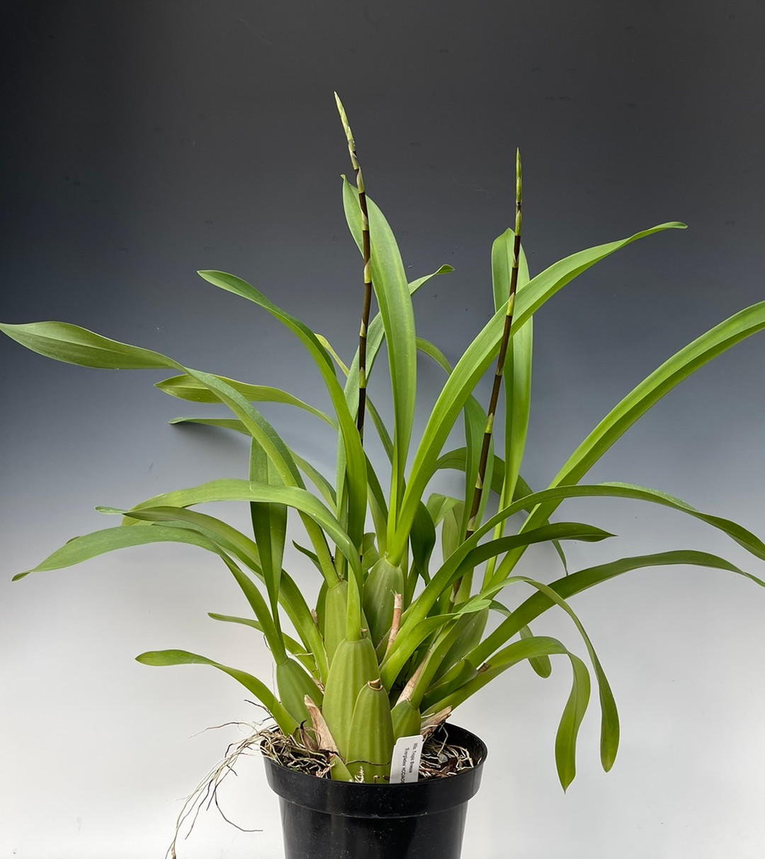 Wilsonara Tropic Breeze 'Everglades' HCC/AOS (Onc. wydleri x Onc