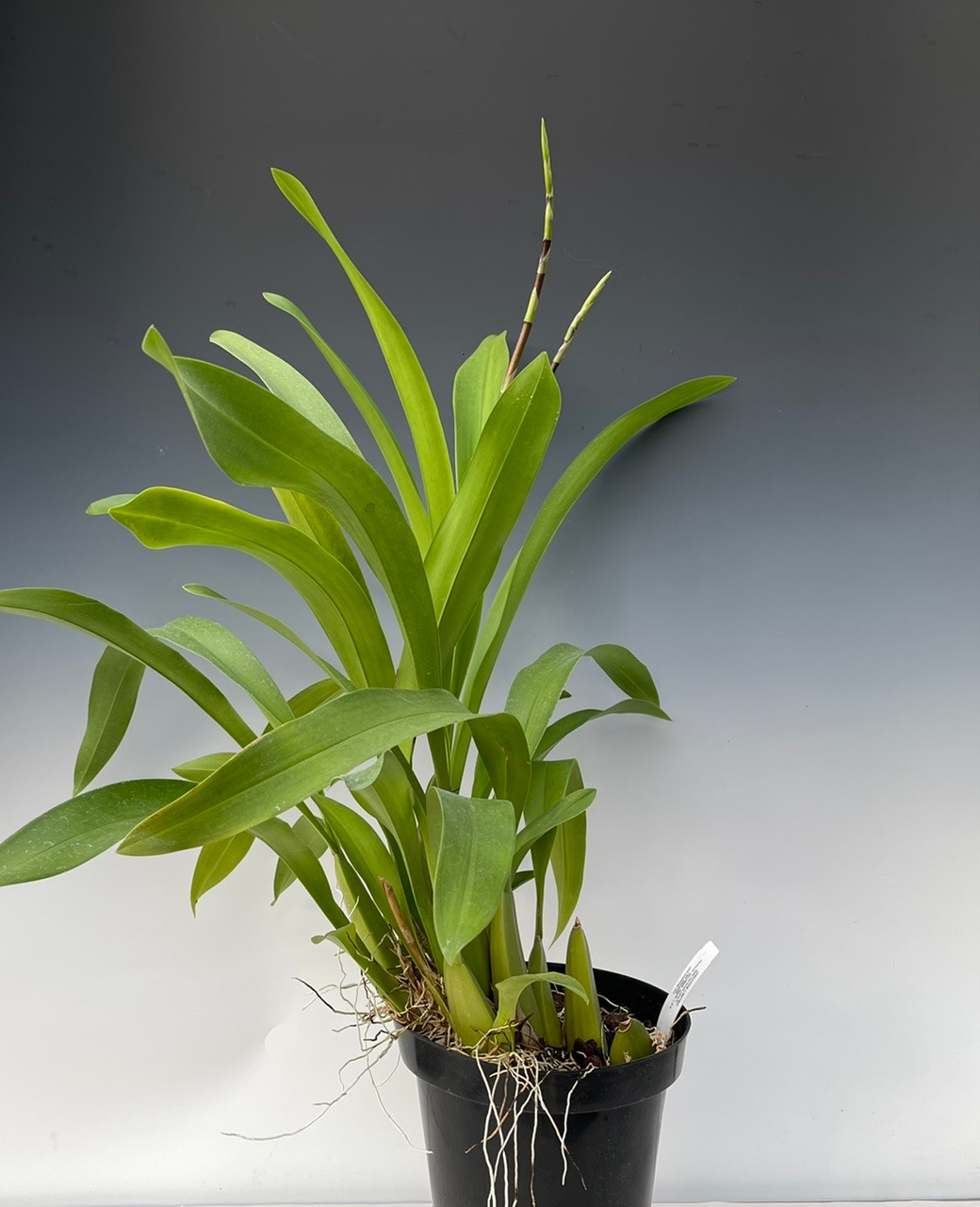 Wilsonara Tropic Breeze 'Everglades' HCC/AOS (Onc. wydleri x Onc