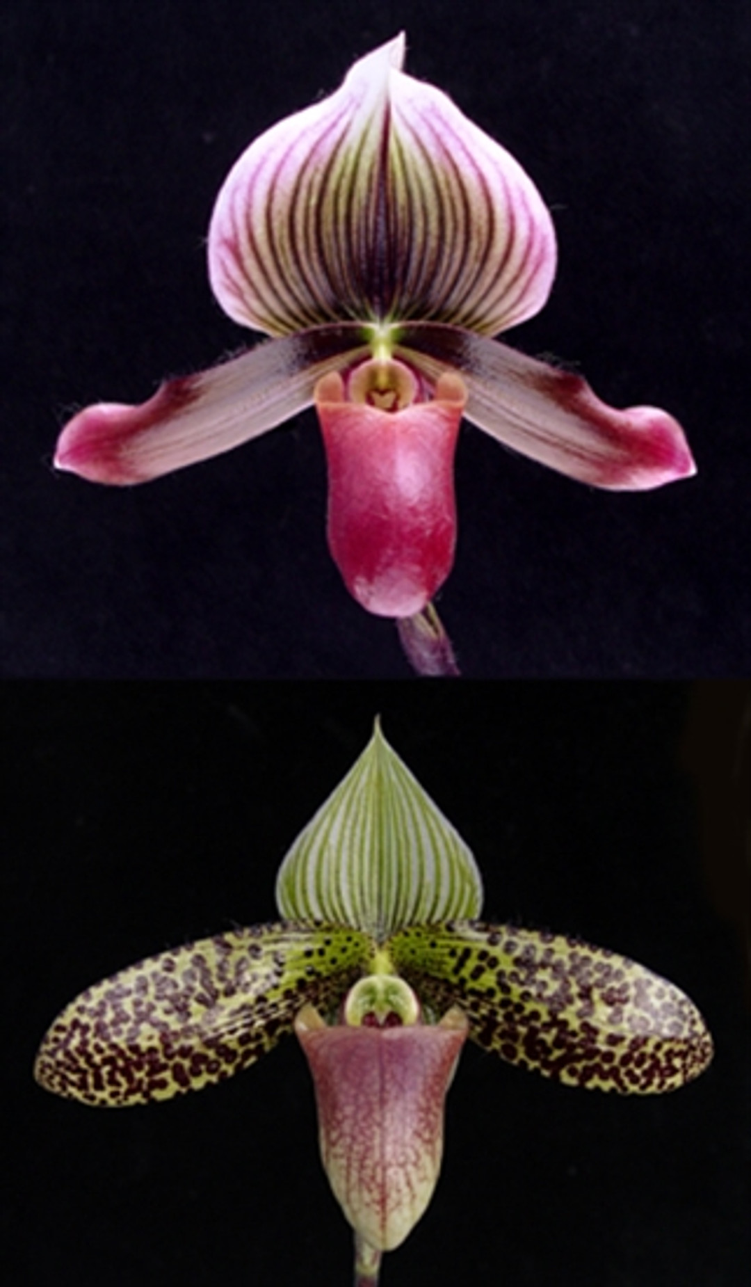 Paph. (Hilo Luanne 'Rembrandt Van Rijn' x sukhakulii 'Big Bang' AM/AOS)