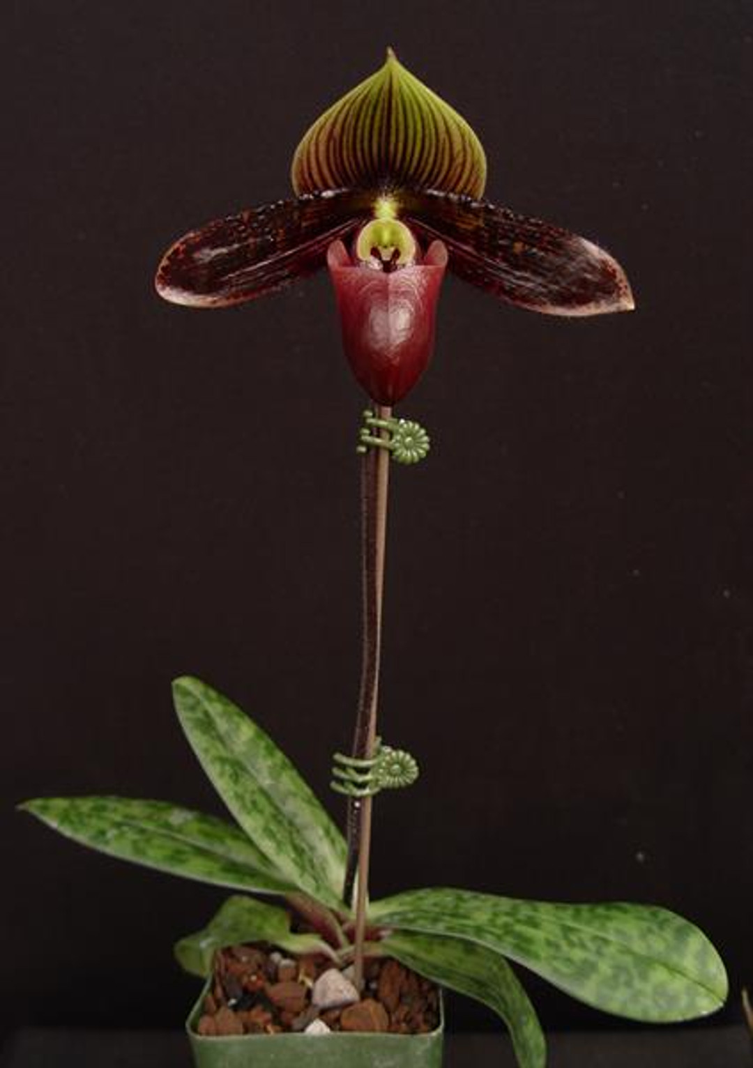 Paph. (Hilo Luanne 'Rembrandt Van Rijn' x sukhakulii 'Big Bang' AM/AOS)
