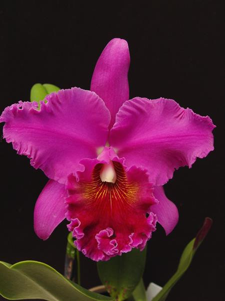 Blc. Norman's Bay 'Low's' FCC/AOS (Bc. Hartland x Lc. Ishtar
