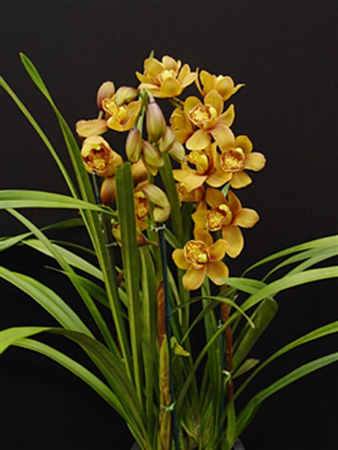 cyama cyama Cymbidium Enzan Forest 'Majolica 2' (Kusuda Shining x Yamba