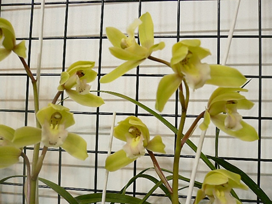 Cymbidium Nagalex 'Hatsune' (goeringii x Alexanderi)